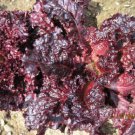 500 Mg  Lolla Rossa Darky Lettuce Seeds   #IEB16