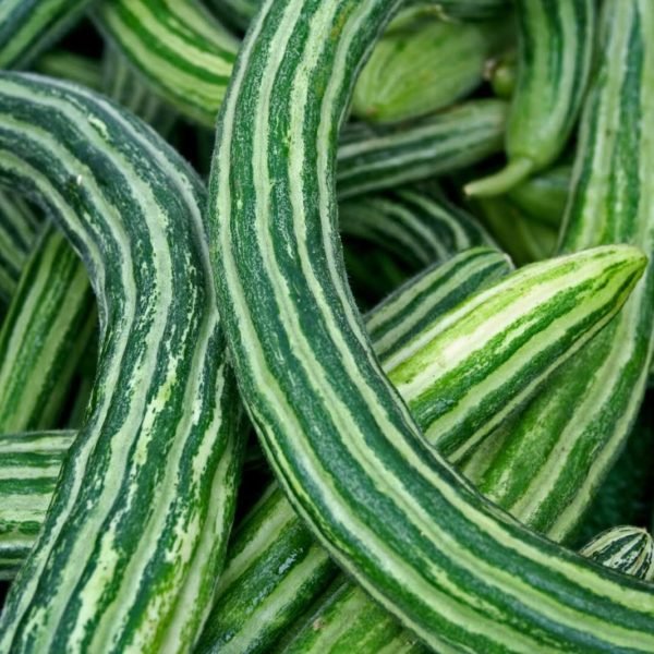 1 G Painted Serpent Cucumber  30 Seeds  , Vegetable garden seeds   #IEB16