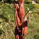 2 G Texas Hill Country Red Okra Seeds, easy to grow   #IEB16
