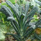 Vegetable garden seeds Lacinato Kale 500 Mg, easy to grow      #IEB16