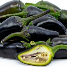 250 Mg Jalapeno Purple Hot Pepper Seeds       #IEB16