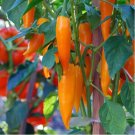 250 Mg Bulgarian Carrot Pepper  Seeds, Vegetable Garden seeds   #IEB16