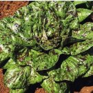 Vegetable Garden seeds Freckles Lettuce 500 Mg        #IEB16