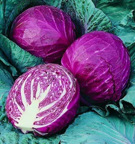 500 Mg Red Acre Cabbage  110 Seeds, easy to grow    #IEB16