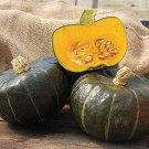 4 G Burgess Buttercup Bush Winter Squash   Seeds      #IEB16