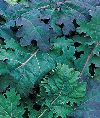 1 G Red Russian Kale  250 Seeds  , Vegetable Garden seeds #IEB16