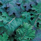 1 G Red Russian Kale  250 Seeds  , Vegetable Garden seeds #IEB16