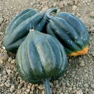 4 G  Table King Bush Acorn Winter Squash   Seeds , easy to grow   #IEB16