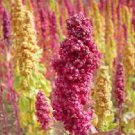 1 G Brightest Brilliant Rainbow Quinoa  Seeds     #IEB16