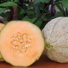Vegetable / Fruit seeds, 1 G Hearts Of Gold Melon   Seeds    #IEB16