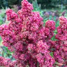1 G Vanilla Quinoa Seeds, easy to grow     #IEB16