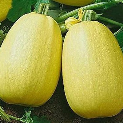 4 G Vermicelli Winter Spaghetti Squash   Seeds      #IEB16