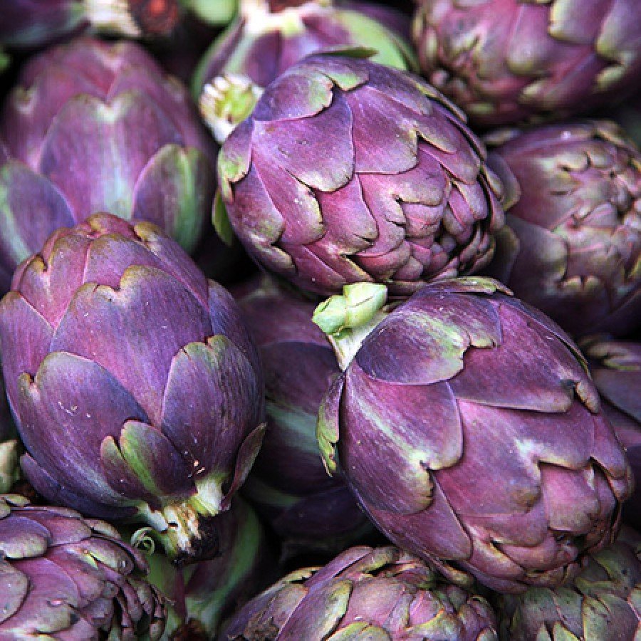Vegetable seeds Purple Italian Globe Artichoke, 1 G   Seeds    #IEB16