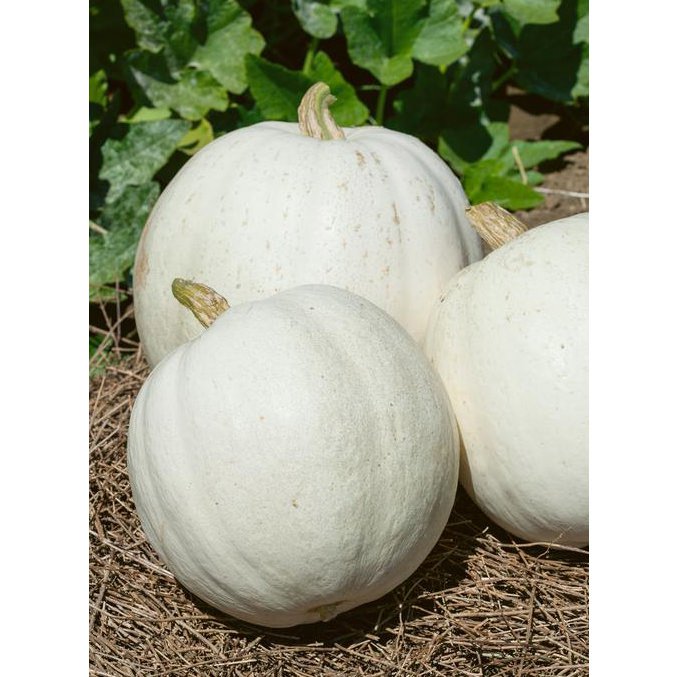 4 G Casper Pumpkin Seeds , Vegetable Gardening Seeds     #IEB16