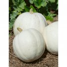 4 G Casper Pumpkin Seeds , Vegetable Gardening Seeds     #IEB16
