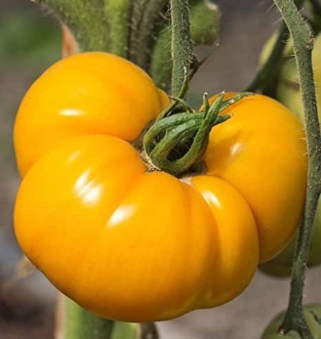 25 Seeds Brandywine Yellow Tomato, Garden Vegetable seeds    #IEB16
