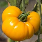 25 Seeds Brandywine Yellow Tomato, Garden Vegetable seeds    #IEB16