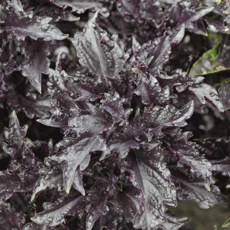 2 G Basil Herb  Purple Ruffles Seeds, Culinary Herb Garden seeds  #IEB16