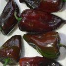 250 Mg Mulato Isleno Hot Pepper   Seeds, easy to grow     #IEB16