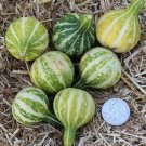 1 G Tennessee Spinning Top Gourd  Seeds, Vegetable Garden seeds #IEB16