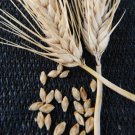 2 G Burbank Hulless Barley Seeds, easy to grow #IEB16