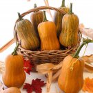 2 G Honeynut Squash   Seeds  , Vegetable Garden seeds #IEB16