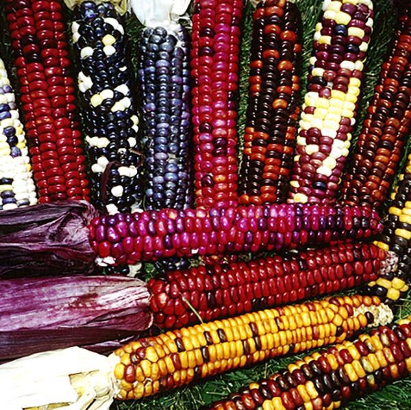 1/2 Oz Painted Mountain Corn   Seeds   #IEB16