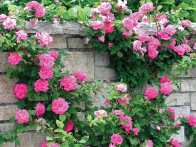 Butterfly Flower Seeds Pink Climbing Rose Rosa Bush 5 seeds    #IEB14