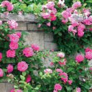 Butterfly Flower Seeds Pink Climbing Rose Rosa Bush 5 seeds    #IEB14