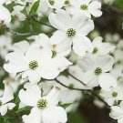 10 seeds American White Flowering Dogwood Small     #IEB14