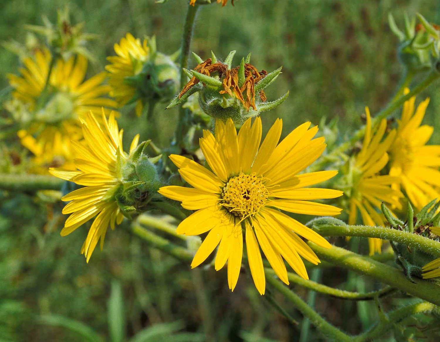 10 flower seeds Yellow Compass Plant , easy to grow   #IEB14