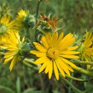 10 flower seeds Yellow Compass Plant , easy to grow   #IEB14