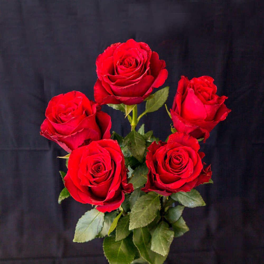 5 Flower Seeds Red Rose Rosa Bush, great flower for your garden     #IEB14