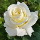 Preety flower White Rose Rosa Bush, 5    Seeds     #IEB14
