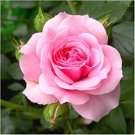 5 Flower Seeds Pink Rose Rosa Bush Shrub, easy to grow     #IEB14