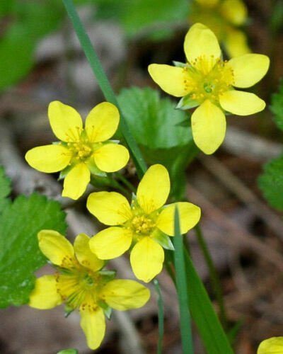 Yellow Avens Geum Aleppicum Moist Wetland, 100Flower Seeds     #IEB14