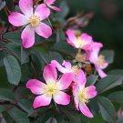 Flower Seeds Red Leaf Rose Rosa Rubrifolia Pink & White,10 seeds      #IEB14