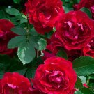 30 Flower Seeds Japanese Red Rose Bush Rosa Rugosa , easy to grow   #IEB14