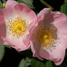 50 Flower Seeds Pink Dog Brier Rose Bush, easy to grow   #IEB14