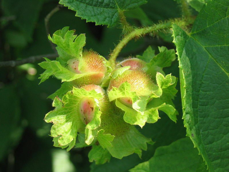 5 flower seeds American Hazelnut Tree, easy to grow      #IEB14
