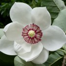 10 Flower seeds Oyama Magnolia Tree White Red & Pink Seed, easy to grow      #IEB14
