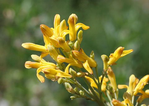 10 Flower Seeds Golden Eardrops Dicentra Chrysantha Yellow color        #IEB14