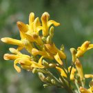 10 Flower Seeds Golden Eardrops Dicentra Chrysantha Yellow color        #IEB14