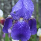 50 Flower Seeds Missouri Iris purple color, easy to grow #IEB14