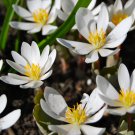 Flower seeds White Bloodroot Sanguinaria Canadensis, 10 seeds   #IEB14