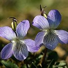 100 Flower Seeds Prairie Violet Purple Viola Coastal Larkspur, easy to grow    #IEB14