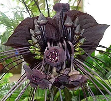 5 Flower Seeds Black Bat Flower Tacca Chantrieri, easy to grow     #IEB14