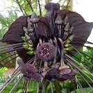 5 Flower Seeds Black Bat Flower Tacca Chantrieri, easy to grow     #IEB14