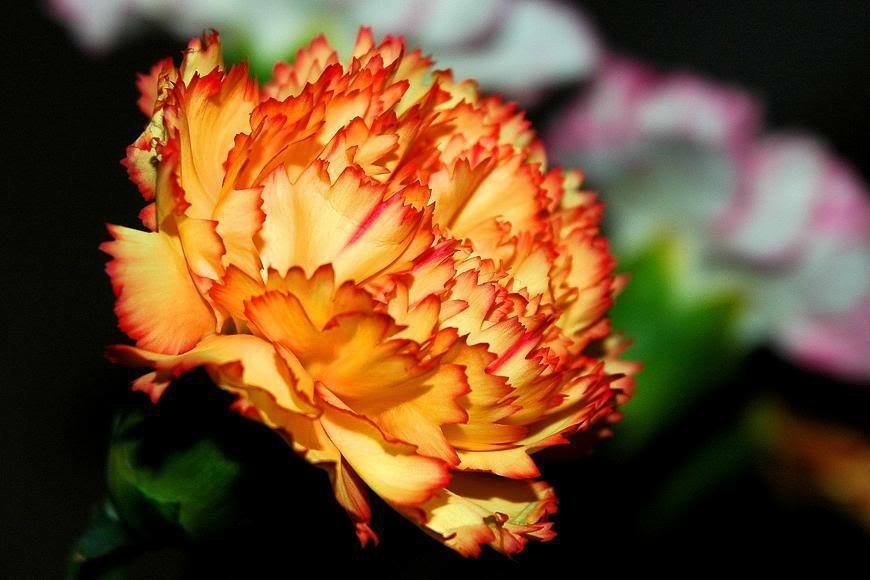 Orange Carnation Dianthus Caryophyllus Chabaud 50 Flower Seeds     #IEB14