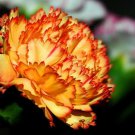 Orange Carnation Dianthus Caryophyllus Chabaud 50 Flower Seeds     #IEB14